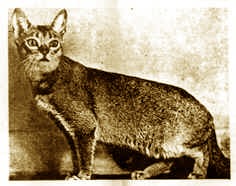 WCF Katzenausstellung Heppenheim